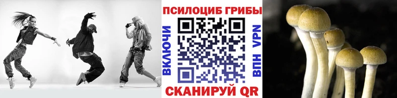 MEGA как войти  Куровское  Псилоцибиновые грибы Cubensis  что такое  